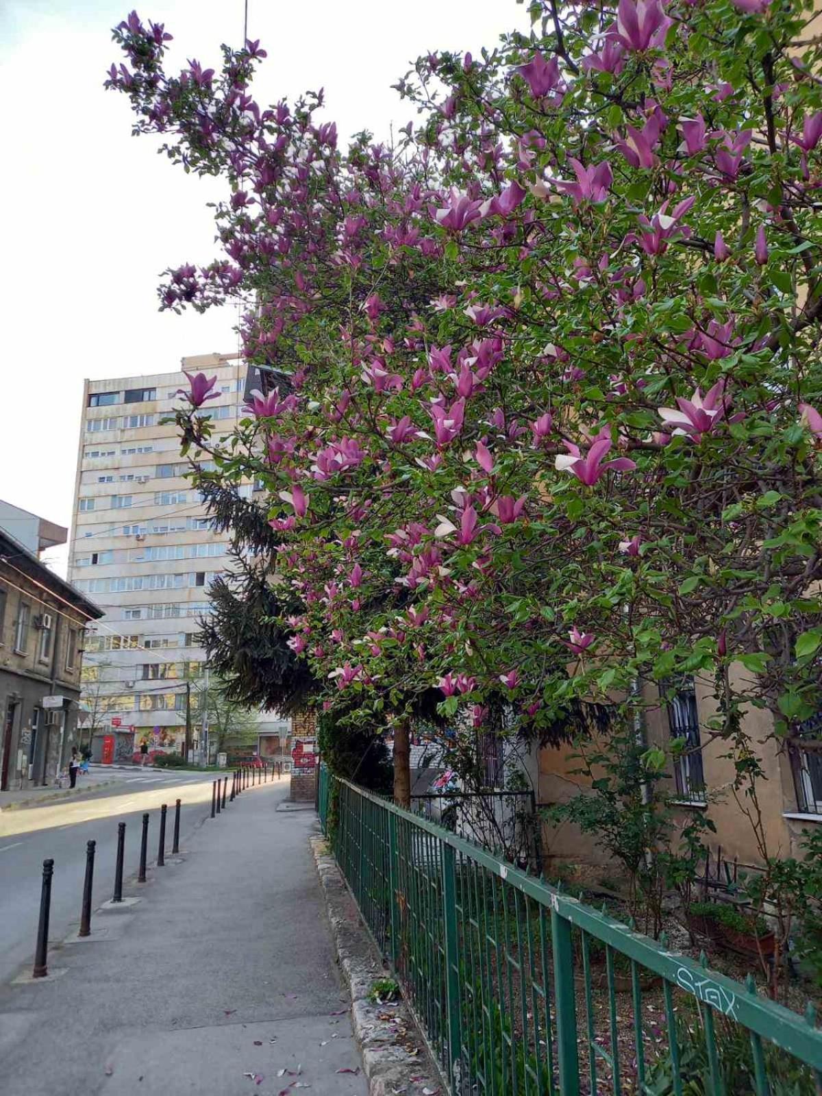 Hansa Apartment Sarajevo Extérieur photo